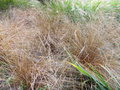 vignette Carex buchananii
