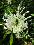 vignette Whitfieldia elongata = Whitfieldia longiflora = Ruellia longifolia