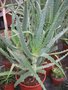 vignette Aloe arborescens