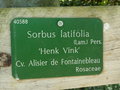 vignette Sorbus latifolia 'Henk Vink'