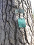 vignette Pinus nigra subsp. laricio var. corsicana - Pin laricio de Corse
