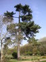 vignette Pinus nigra subsp. laricio var. corsicana - Pin laricio de Corse