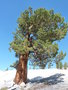 vignette Olmsted Point  Yosemite National Park ( Pinus longaeva - Pin de Bristlecone )