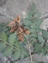 vignette Koelreuteria paniculata ( savonnier)
