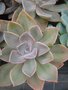 vignette Graptopetalum paraguayense ?