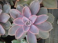 vignette Craptoveria 'Victore Kane' ?