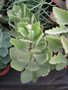 vignette Kalanchoe ?