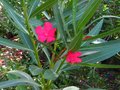 vignette Nerium oleander Claudia au 16 09 10