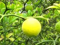 vignette Poncirus trifoliata aux citrons qui commencent à jaunir au 17 09 10