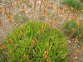 vignette Bulbine frutescens 'Hallmark'