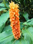 vignette Hedychium densiflorum 'Orange d'Assam'