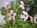 vignette Hibiscus rosa sinensis 