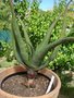 vignette Aloe Lutescens