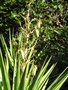 vignette Yucca aloifolia fruits