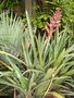 vignette aechmea disticantha