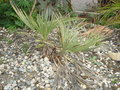 vignette trithrinax campestris