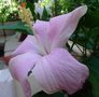 vignette hibiscus denisonii