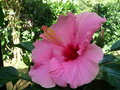 vignette hibiscus rosa sinensis