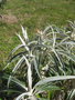 vignette Buddleja speciosissima