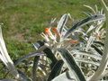 vignette Buddleja speciosissima