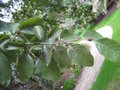 vignette Nothofagus alessandrii