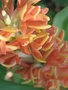 vignette Hedychium densiflorum 'Assam' orange