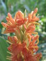 vignette Hedychium densiflorum 'Assam' orange
