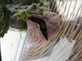 vignette Stapelia variegata syn Orbea variegata 1ère fleur