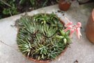 vignette Aloe jucunda en fleur et Haworthia attenuata