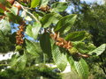 vignette Nothofagus alpina