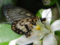 vignette Papillon (Acraea andromacha ssp. andromacha) sur Citrus sinensis