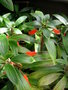 vignette Seemania latifolia