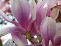 vignette magnolia soulangeana