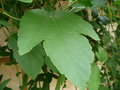 vignette passiflora vitifolia: feuilles