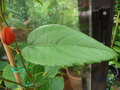 vignette passiflora piresii: feuilles