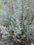 vignette Helichrysum rosmarinifolium 'Silver Jubilee'