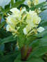 vignette Hedychium maximum