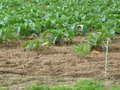 vignette de Filet anti-lapins dans champs de choux - fleurs