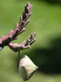vignette Orbea variegata