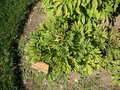 vignette Paeonia officinalis subsp. microcarpa