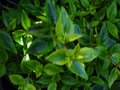 vignette Abelia grandiflora kaleidoscope au 17 09 10