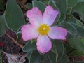 vignette Cistus parviflorus dernière fleur au 18 09 10