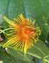 vignette passiflora sunburst