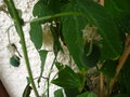 vignette passiflora sunburst: fruit