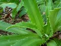 vignette Eryngium agavifolium