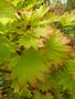 vignette Acer japonicum aureum