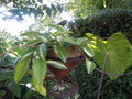 vignette hoya carnosa variegata tricolor