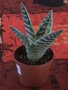 vignette Aloe variegata