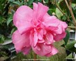 vignette Camlia ' SPARKLING BURGUNDY ' Camellia hiemalis