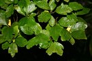vignette + Crataegomespilus grandiflora
